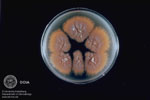 Microsporum furrugineum